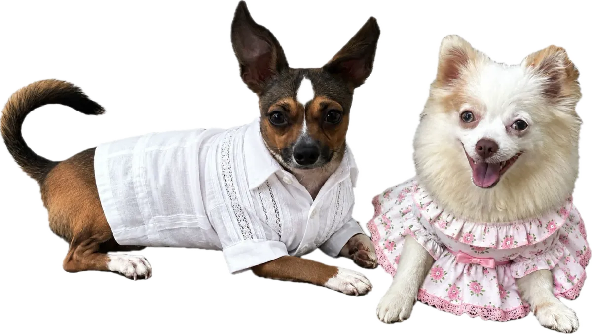 Nuestros perros con su atuendo a juego